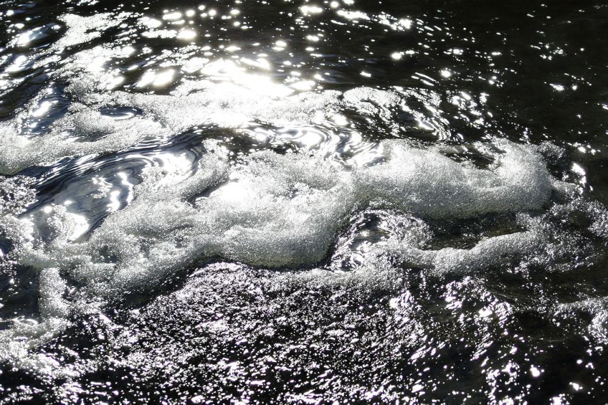 Comment bouturer un rosier dans l'eau ?