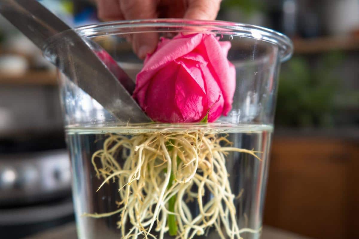 Comment bouturer un rosier dans l'eau ?
