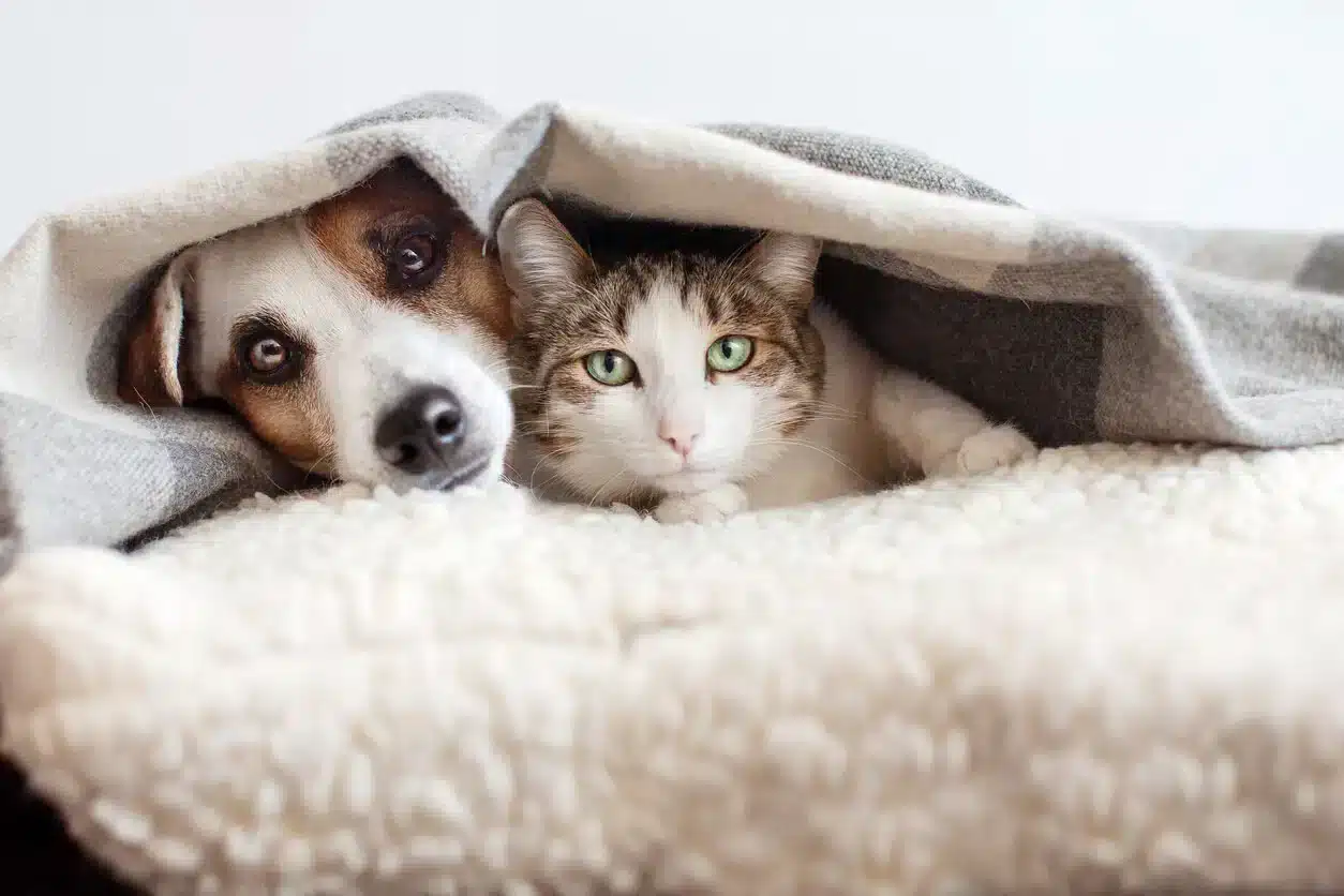 nouvelle taxe 2026 sur les animaux de compagnie 100€ pour un chien et 80€ pour un chat, ce qu’il faut savoir