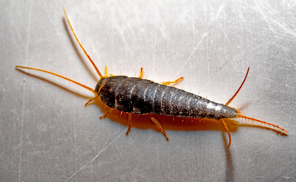 lepisma saccharina linnaeus, 1758 : compiègne, oise, picardie,