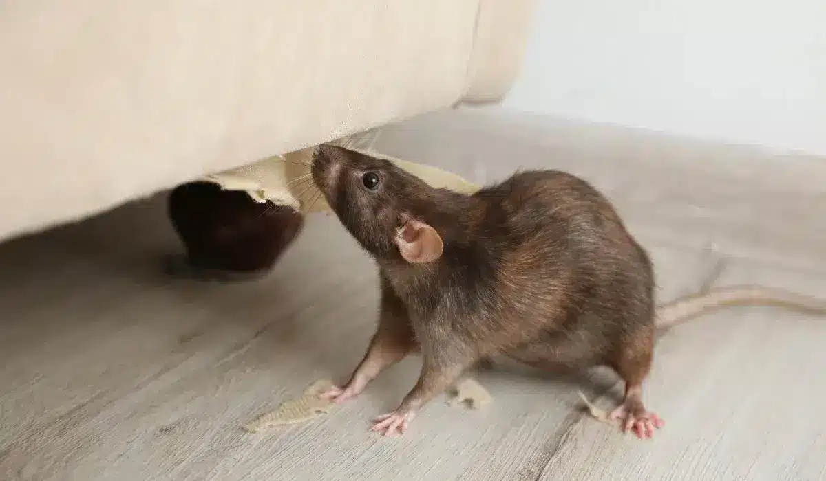 rats et souris cette simple feuille du quotidien est l’astuce ultime pour les faire fuir pour toujours