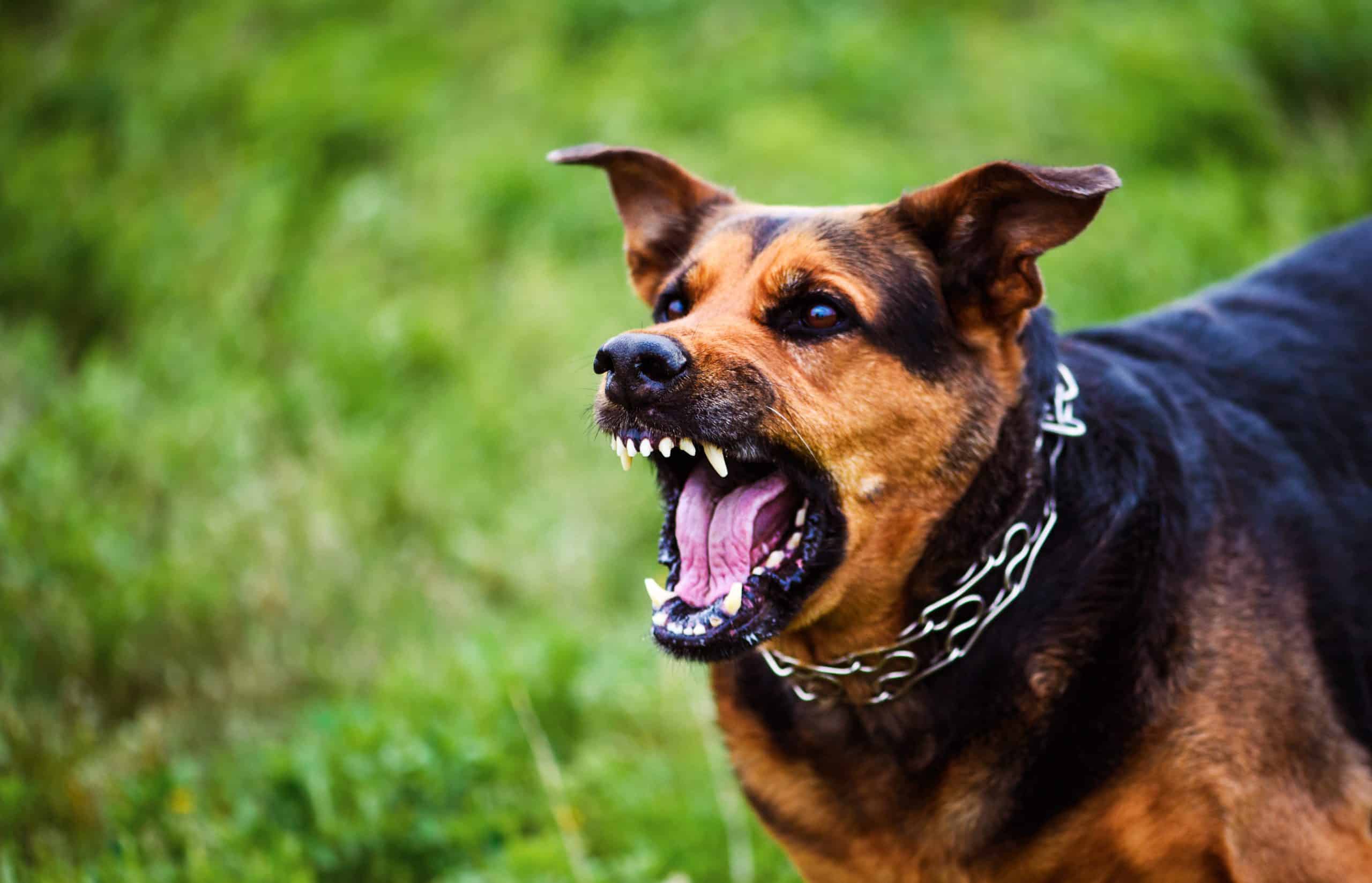 J’ai peur du chien de mon voisin, est-ce que je peux faire un signalement à la mairie ?
