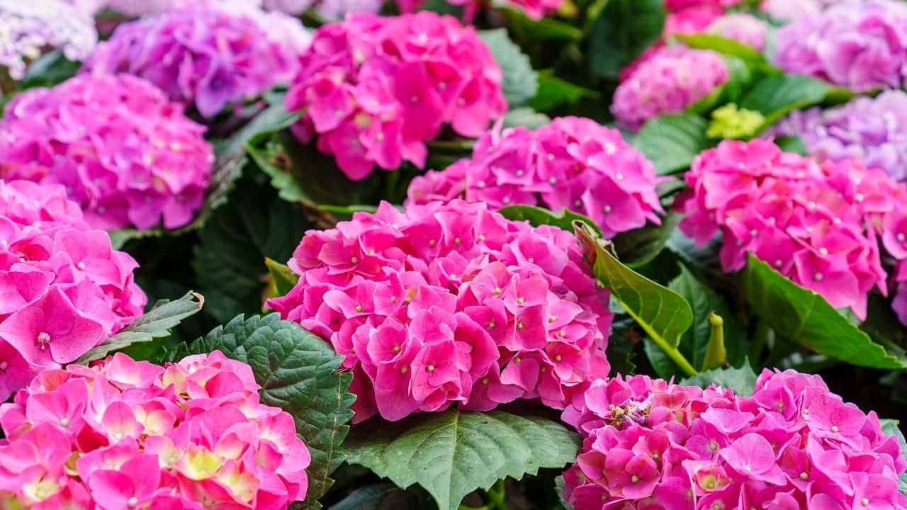 c'est la fin pour les hortensias les jardiniers conseillent d'arrêter d'en planter, voici pourquoi