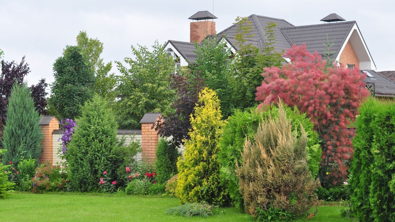 cet arbre qui pousse à vue d’œil est parfait pour camoufler son jardin cet été et éviter le vis à vis avec les voisins