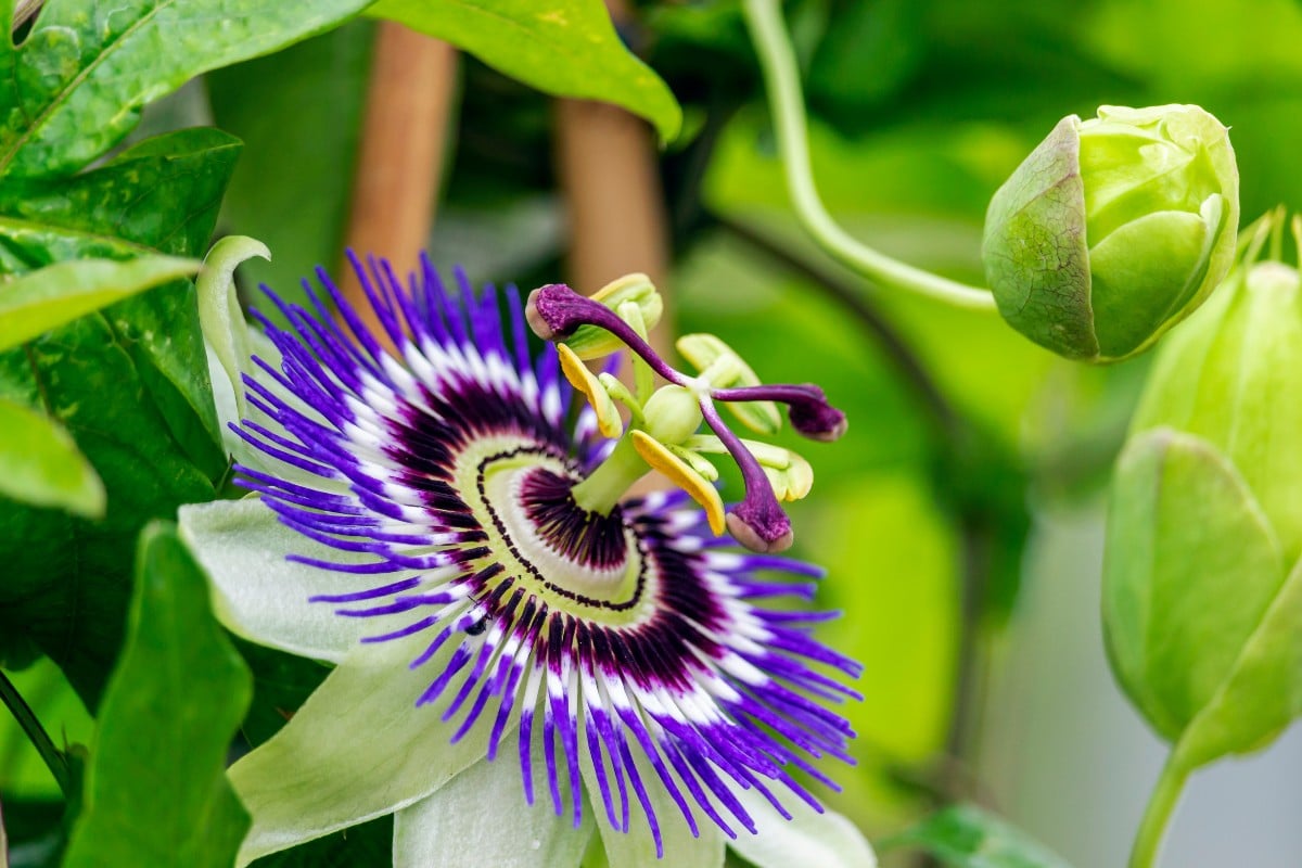 jardin cette plante vendue chez lidl est hyper efficace pour éviter le vis à vis avec mes voisins