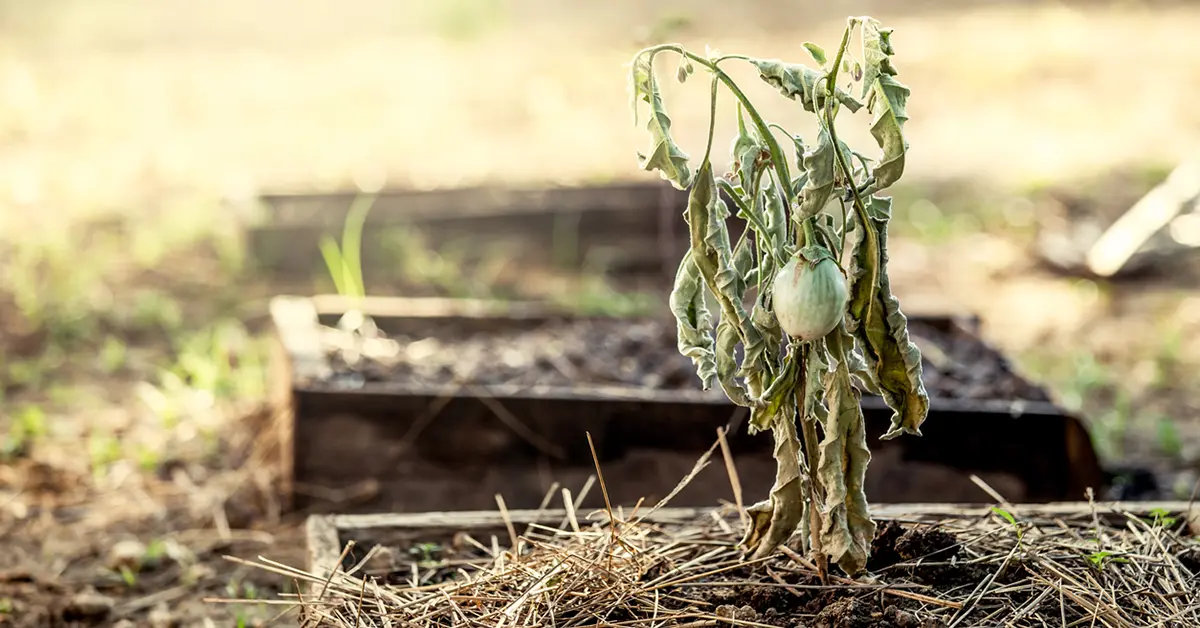 jardin ce danger silencieux tue vos plantes en quelques mois, alerte cette horticultrice