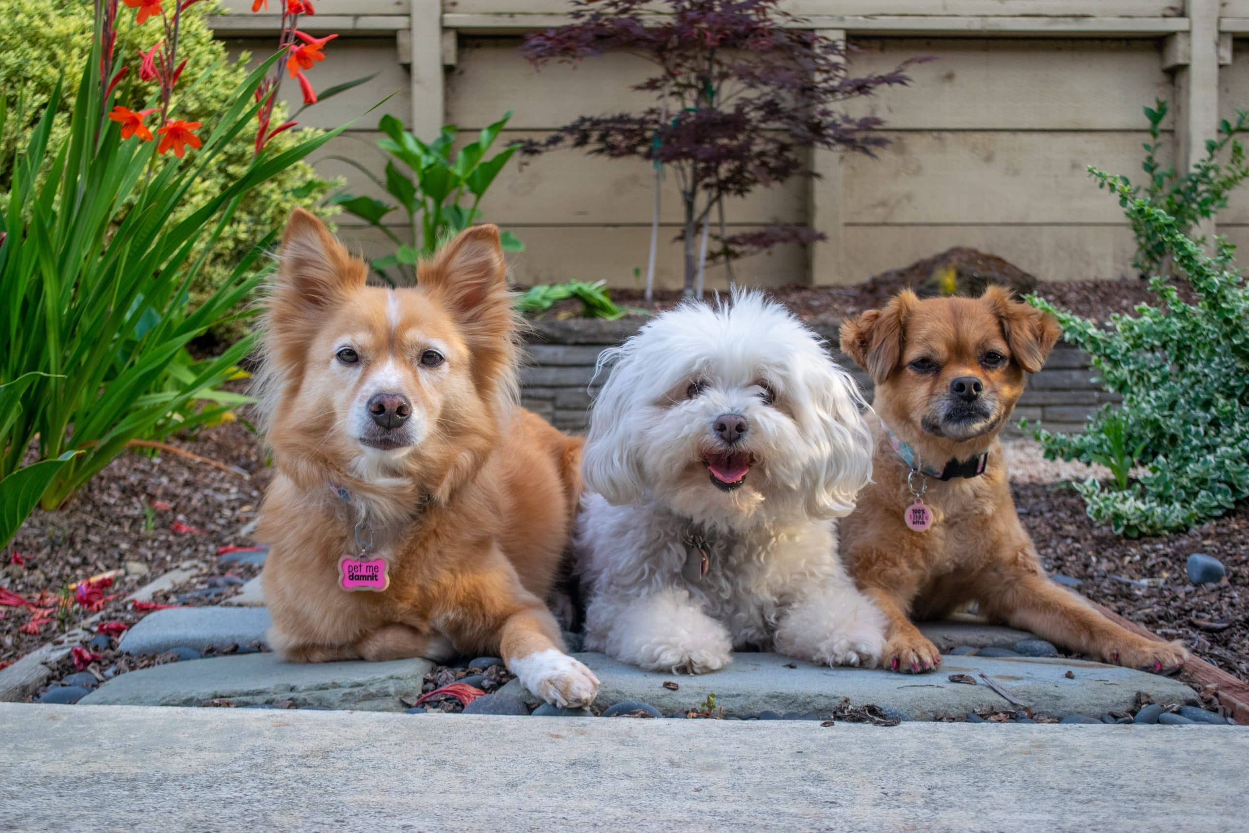 vols de chiens voici les races les plus à risque, 75 000 à disparaître chaque année en france