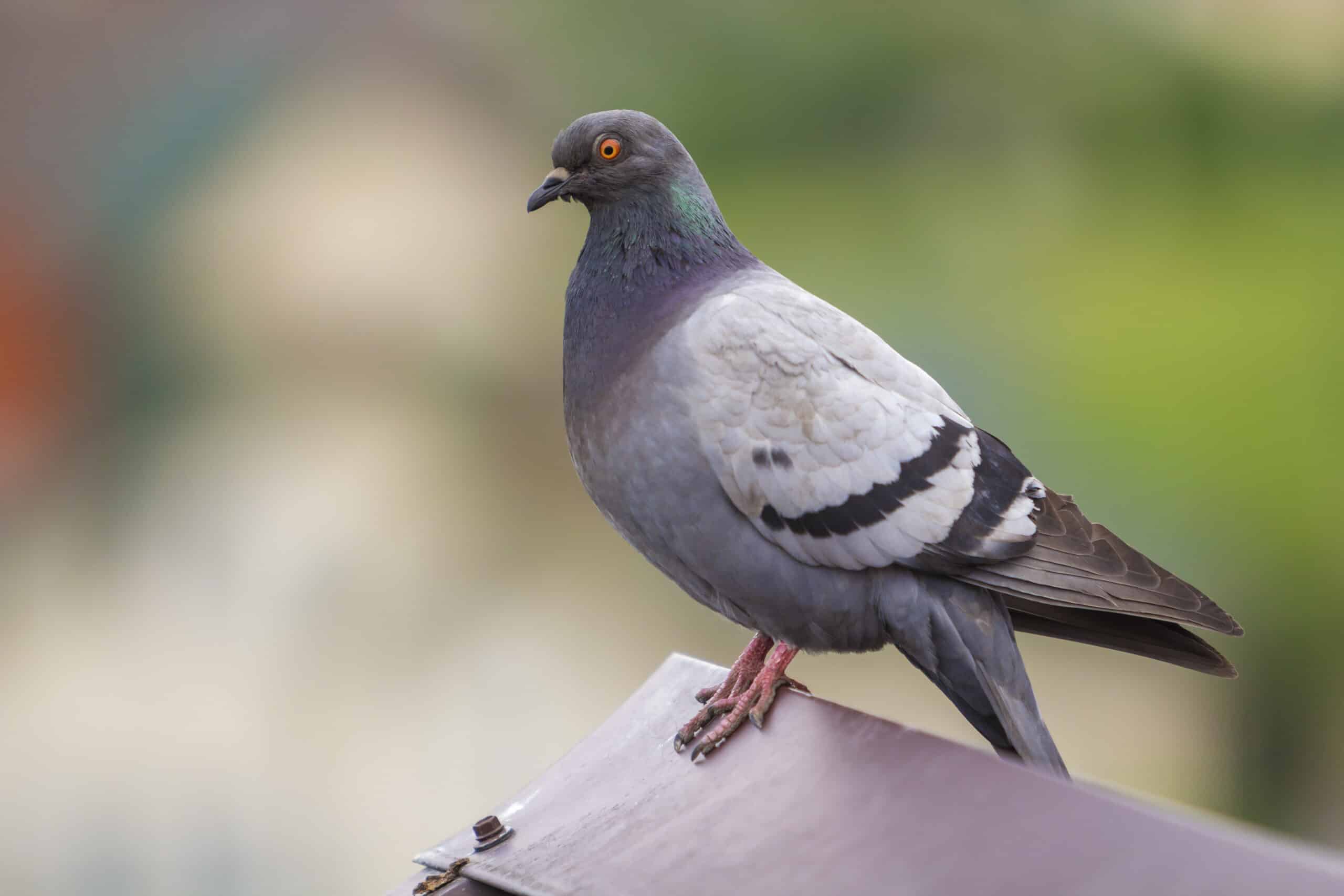 close up portrait of beautiful big gray and white grown pigeon with orange eye and thick plumage perching on top of brown metal tile roof on blurred bright green bokeh background.