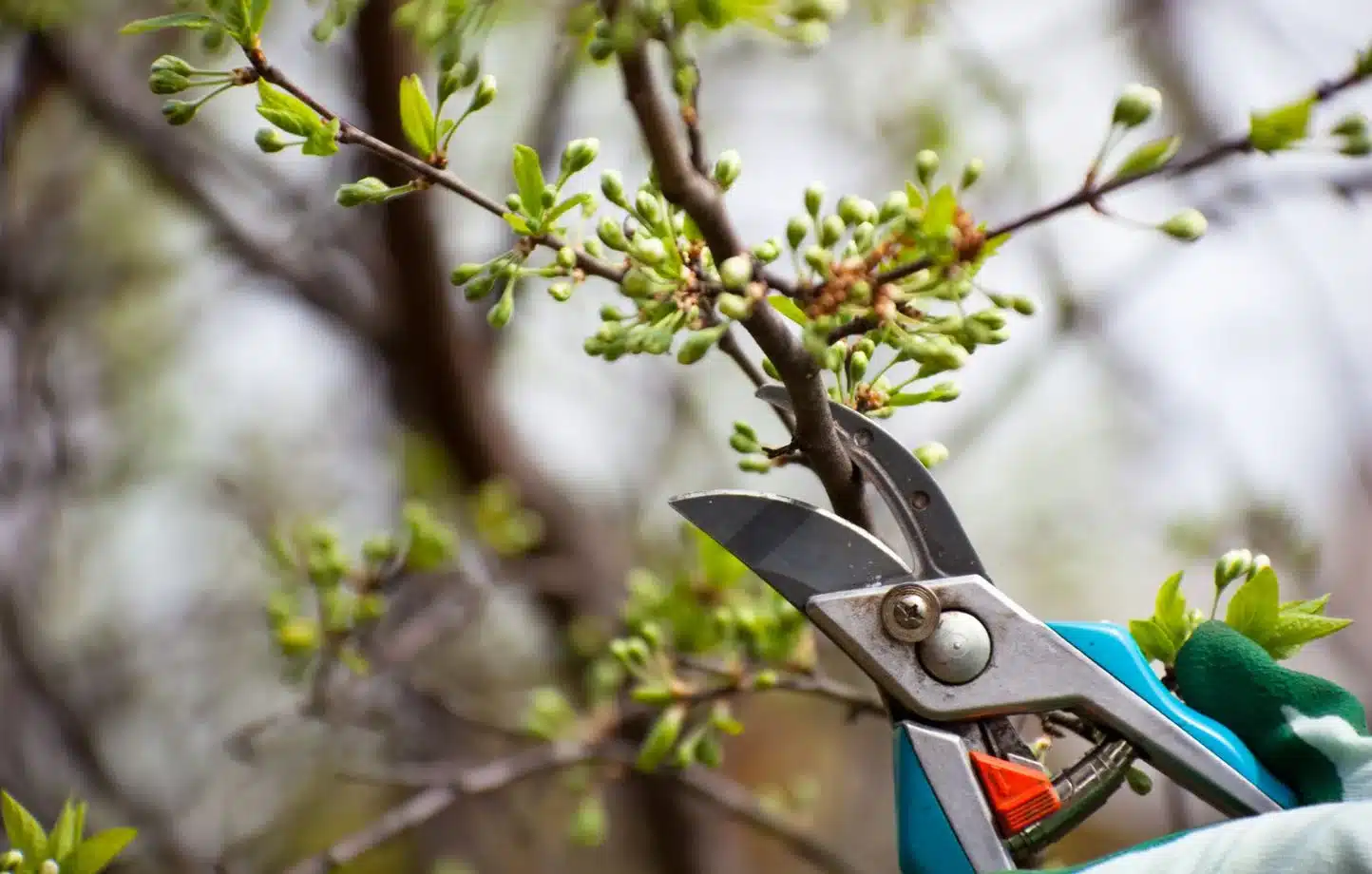 est ce que je peux couper les branches du voisin qui dépassent voici ce que dit la loi