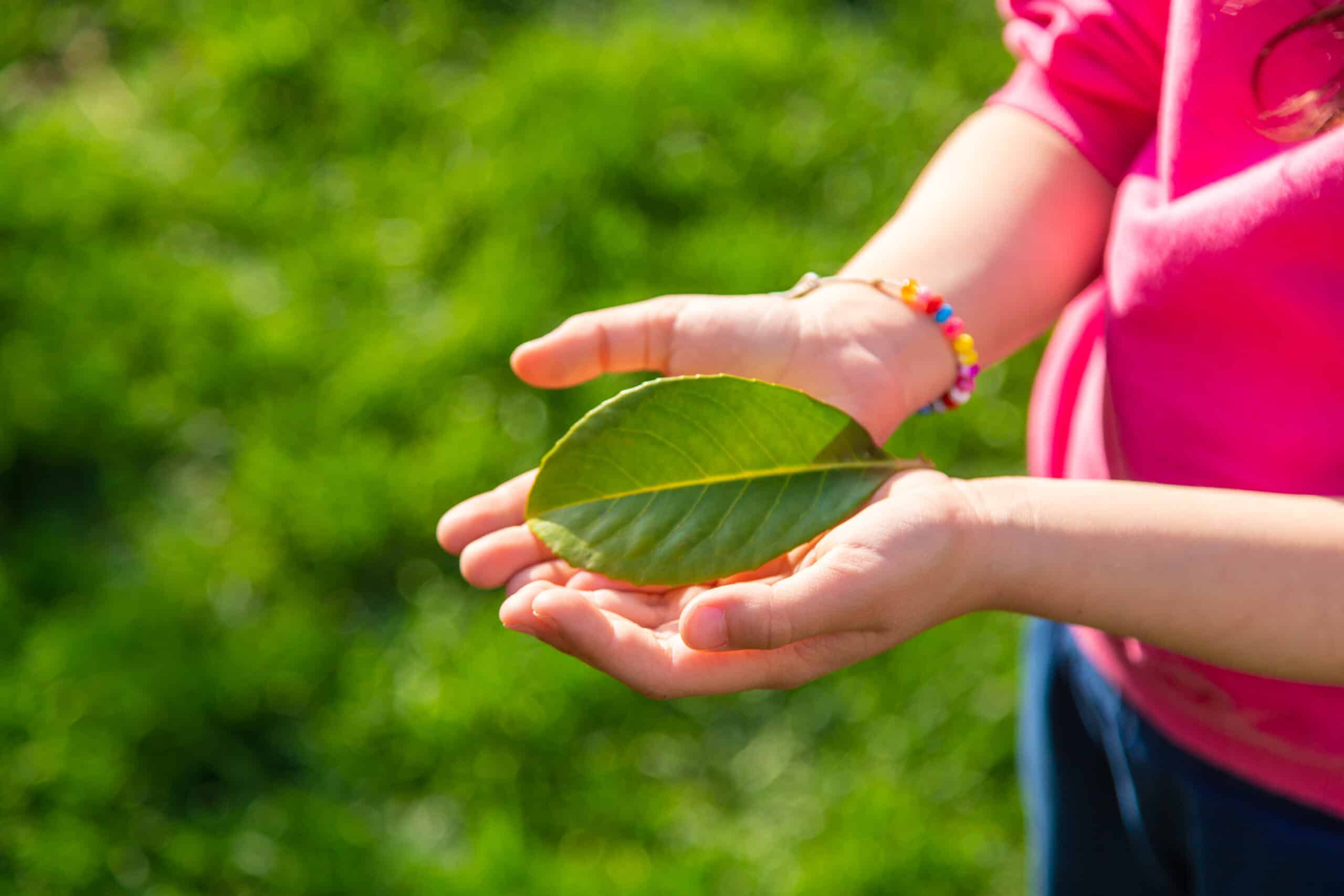 children take care of nature tree in their hands. selective focus.