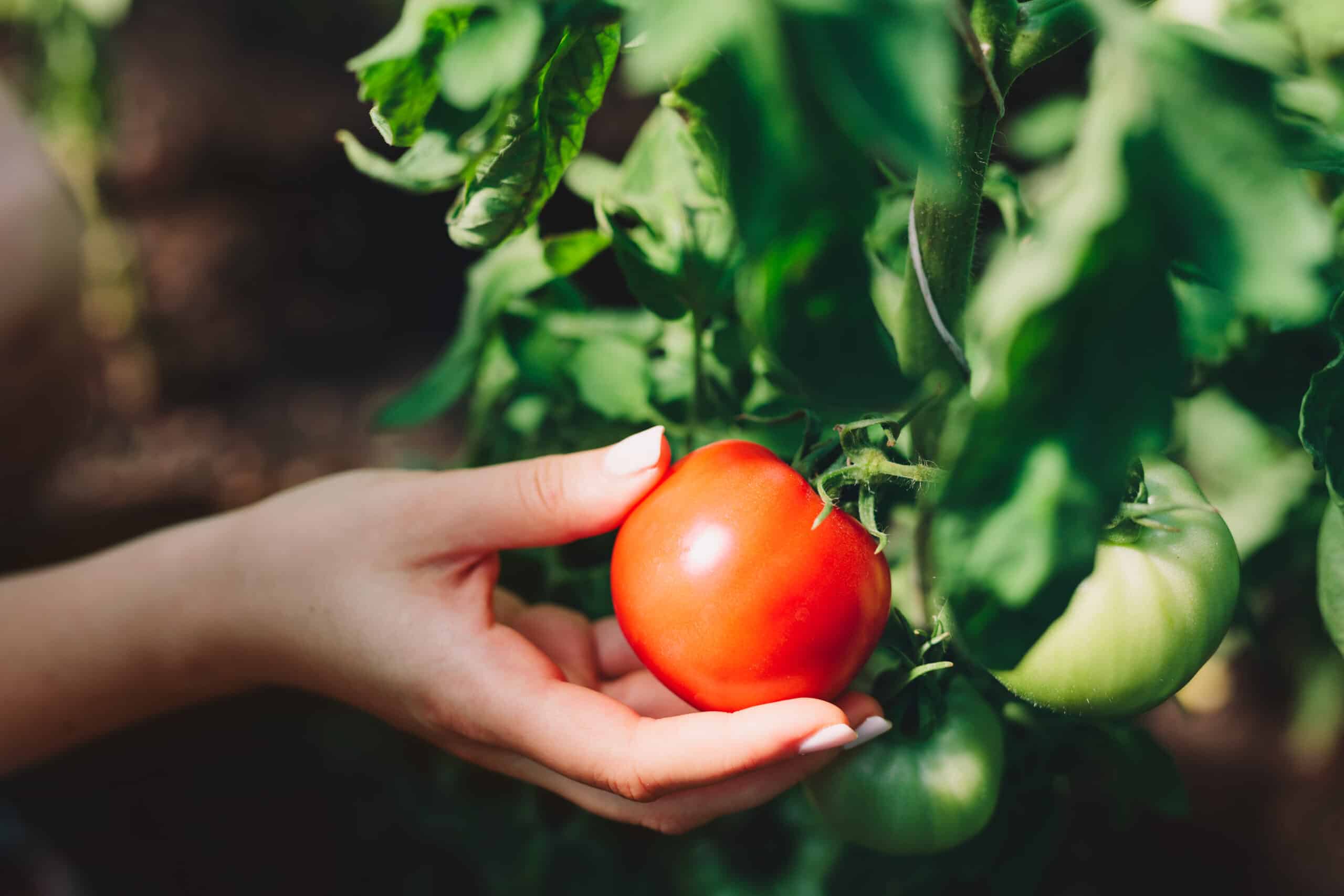 Ne plantez plus vos tomates sans ça cette nouvelle méthode cartonne chez les jardiniers en 2025