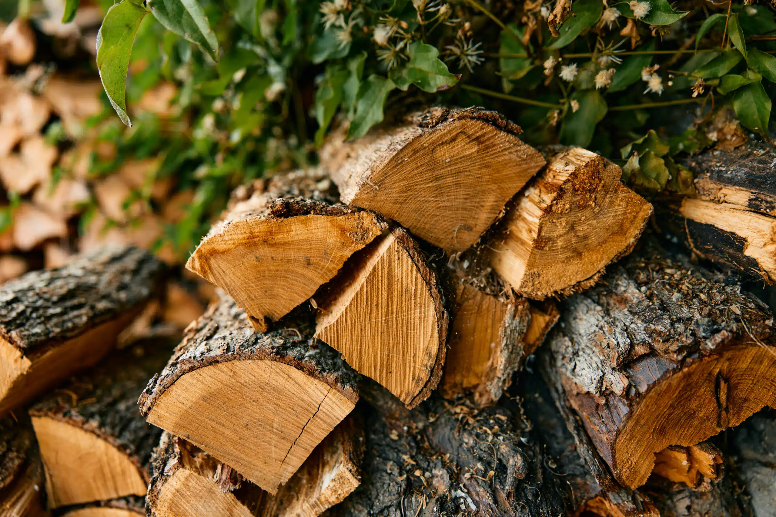 nature's collage wooden pile rests on tree trunk surrounded by lush greenery in the forest