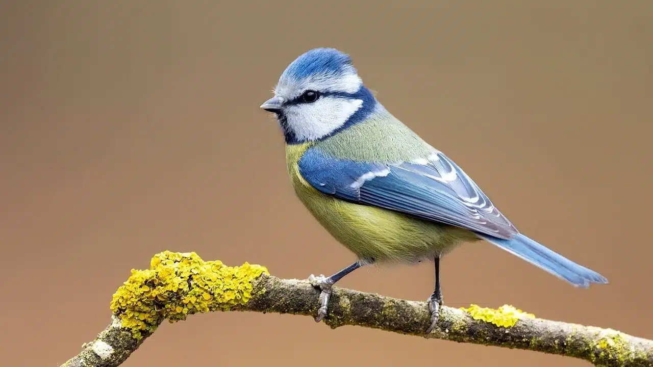 quelle est la signification de l’apparition d’une mésange près de chez vous