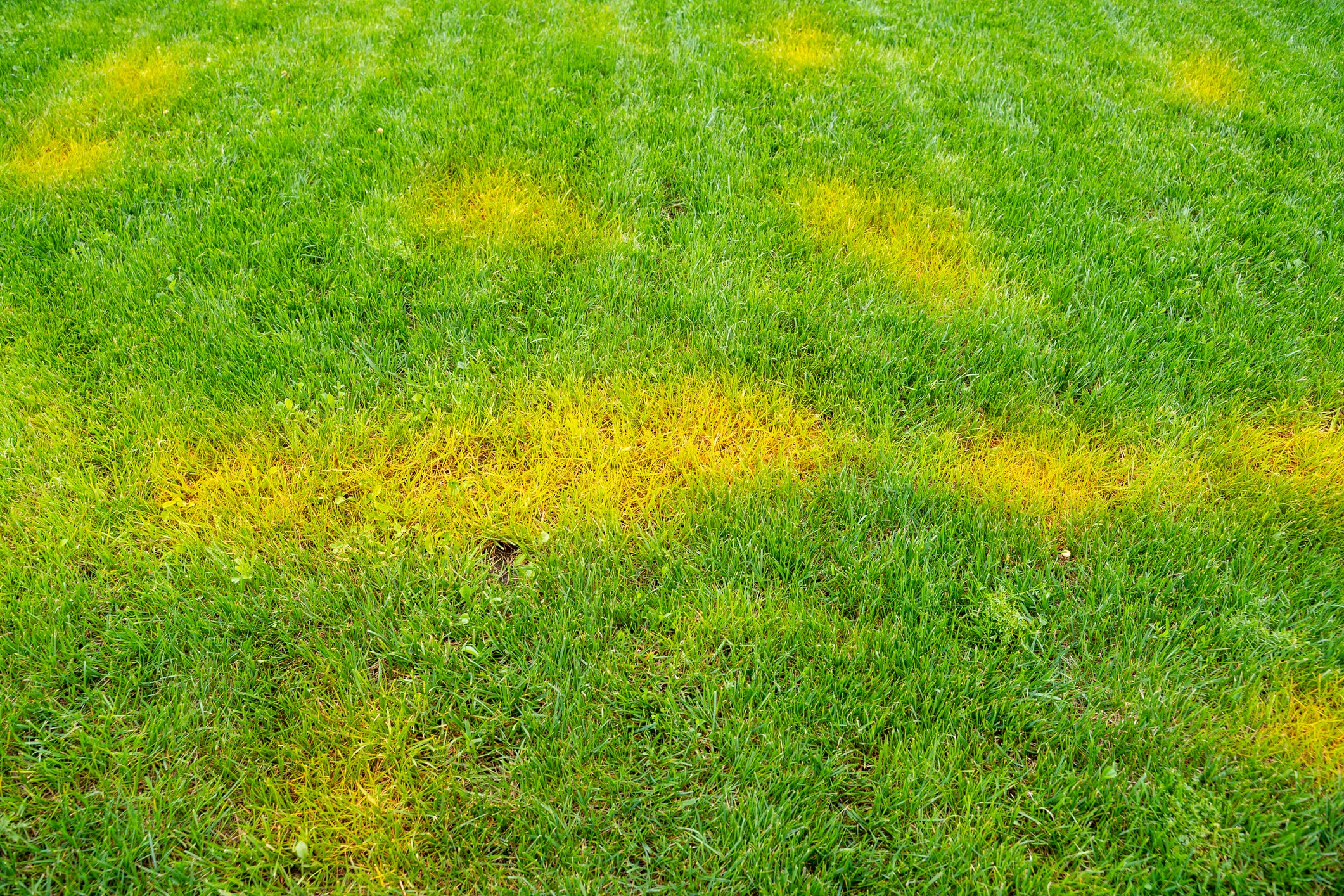 yellow spots on a green mowed lawn. diseases on the lawn after winter