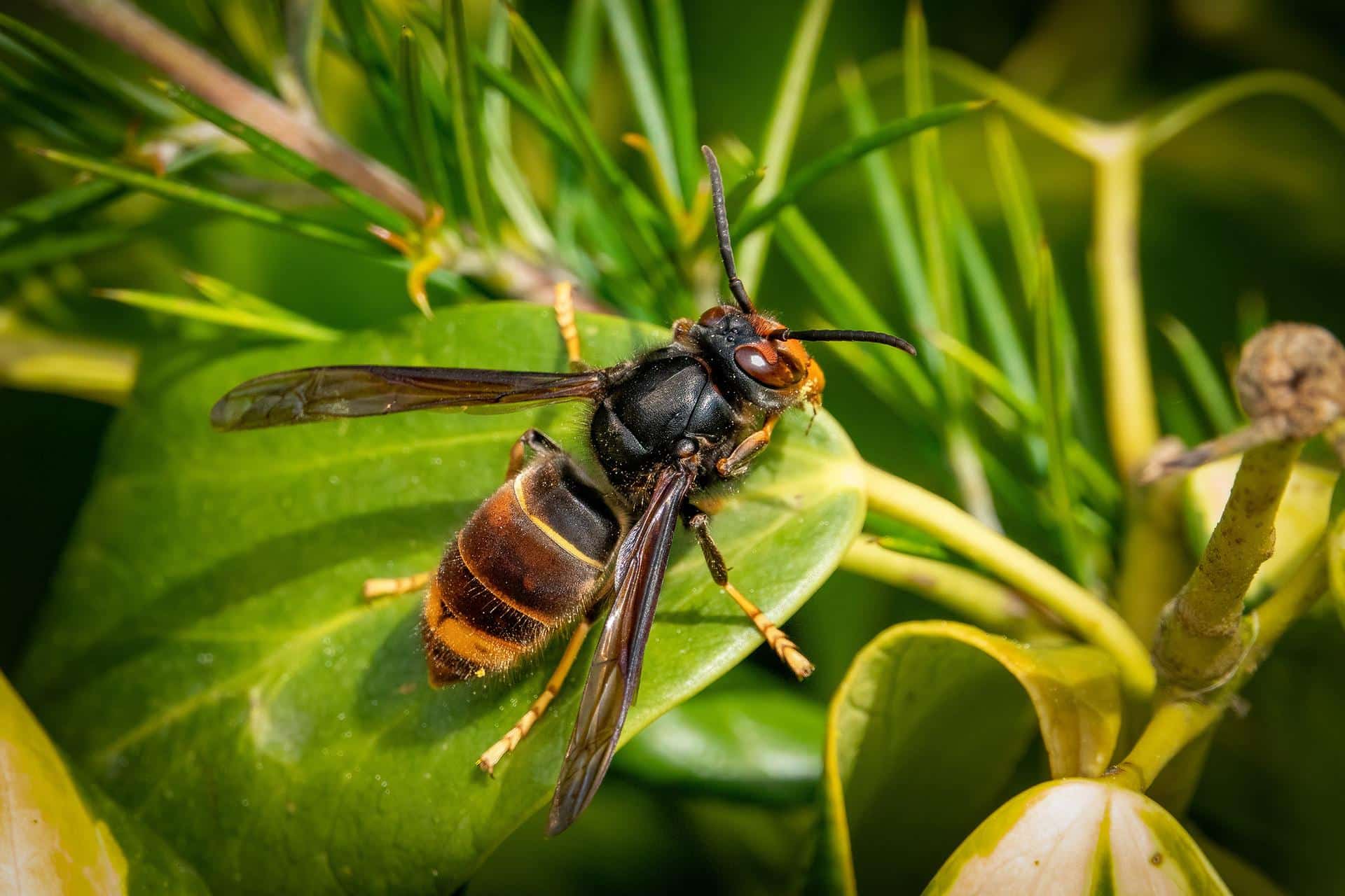 frelons asiatiques voici où ils adorent se cacher dans le jardin