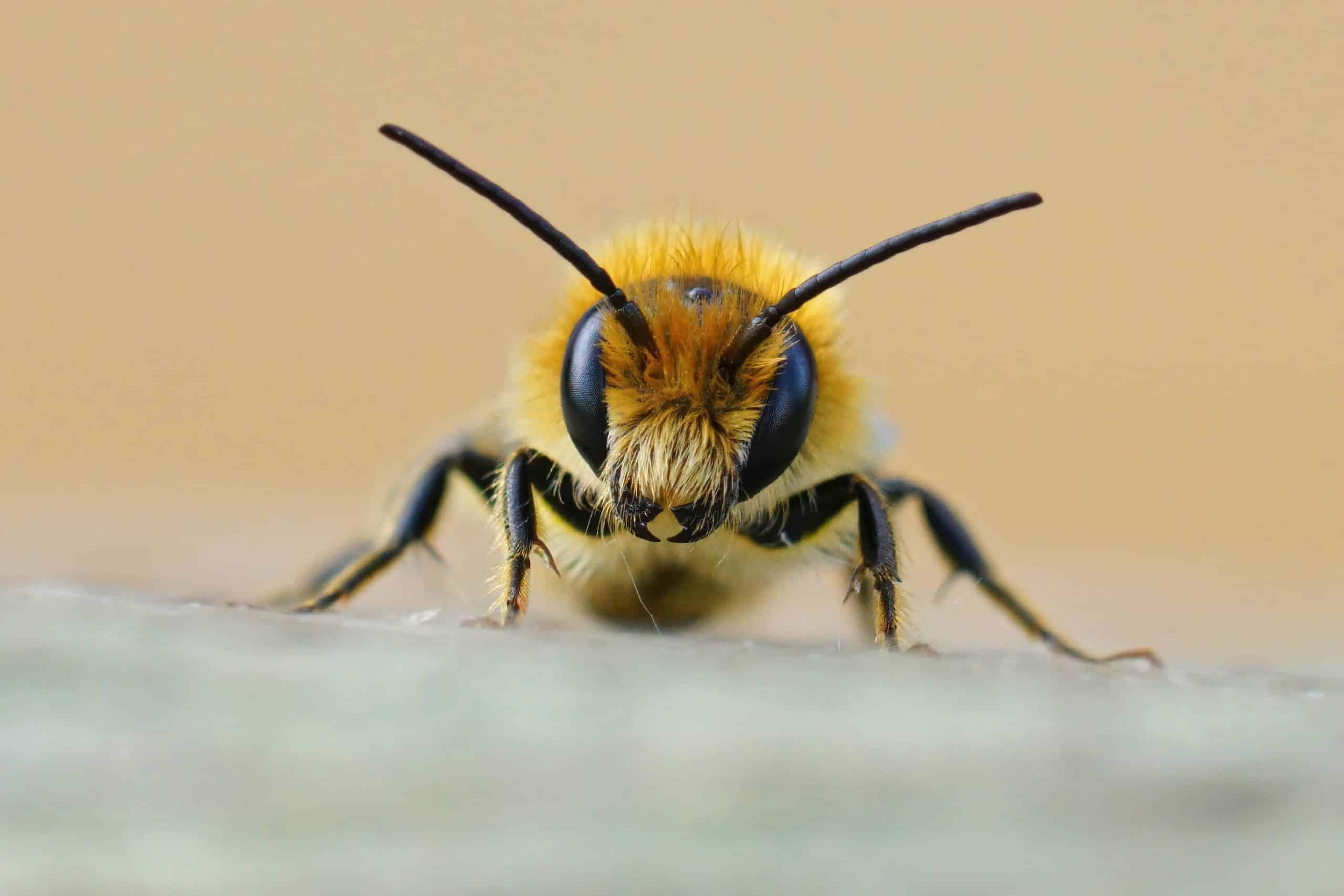 cette nouvelle espèce d'abeilles tueuses prolifèrent, nous prenons l’affaire au sérieux