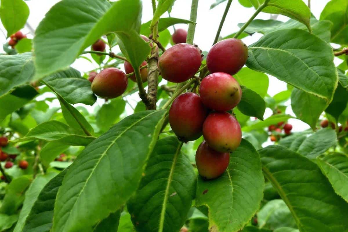 Comment s'appelle l'arbre du litchi ?