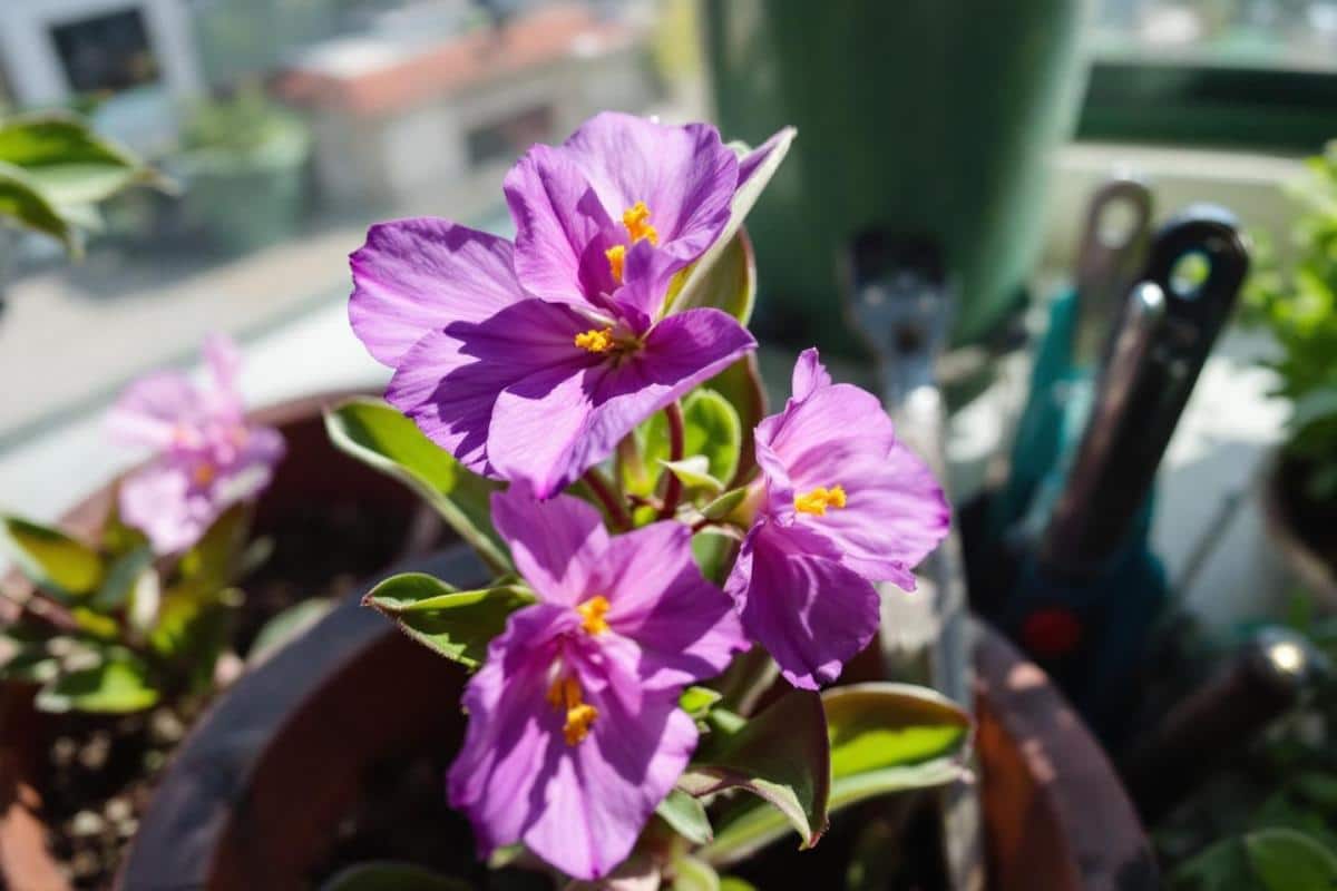 Comment entretenir un Tradescantia ?