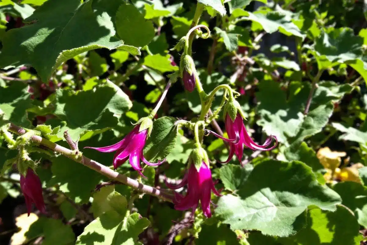 Peut-on garder un pied d'aubergine d'une année sur l'autre ?