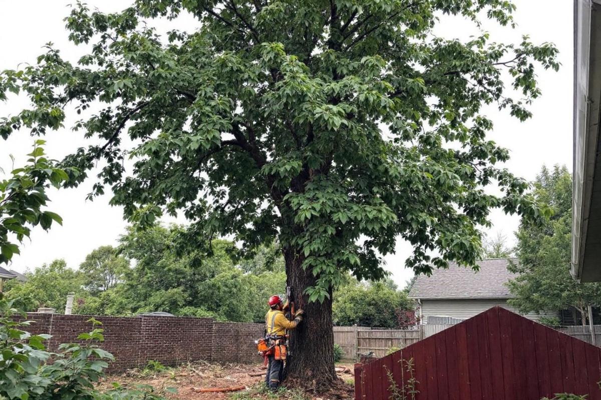 Abattre un arbre dangereux : peut-on bénéficier d’un crédit d’impôt ?
