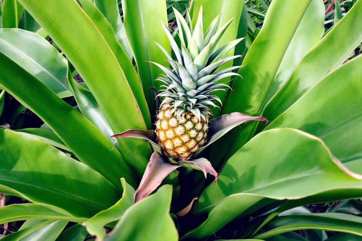 Comment poussent les ananas ?