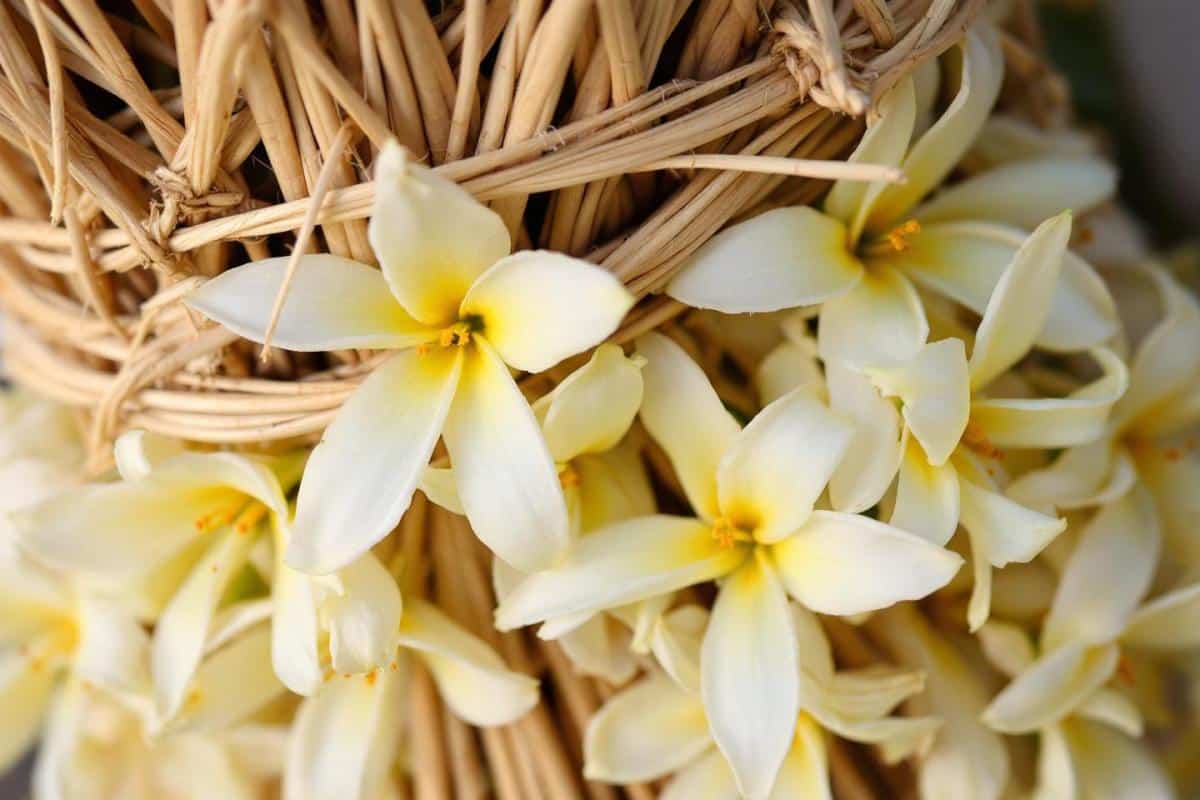 Comment entretenir un jasmin grimpant ?