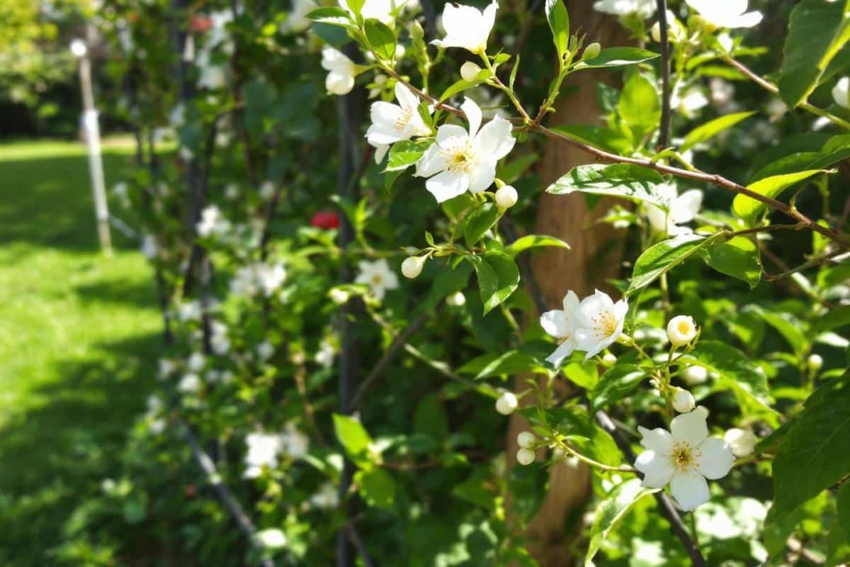 Comment entretenir un jasmin grimpant ?