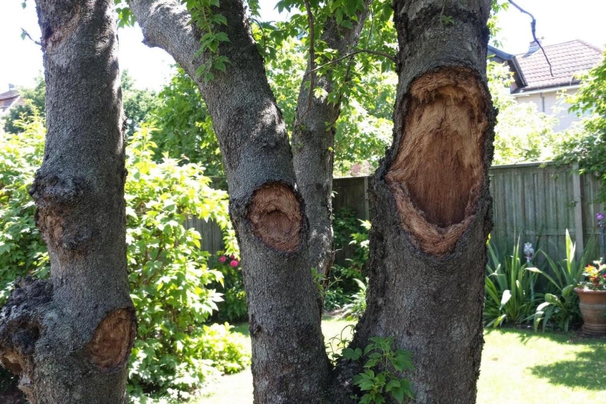 Comment savoir si un arbre est mort ?