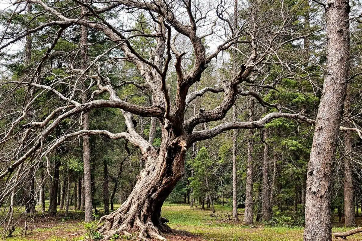 Comment savoir si un arbre est mort ?