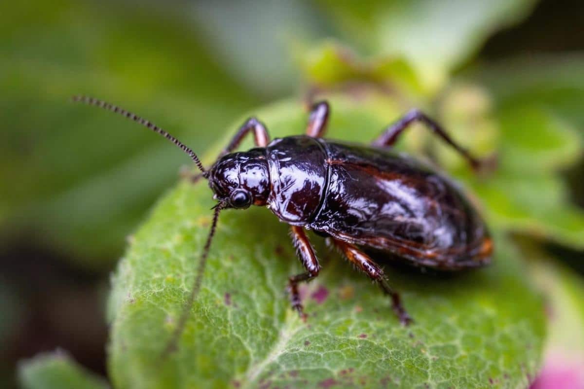 Cafard noir de jardin : Comment les reconnaître et s’en débarrasser ?