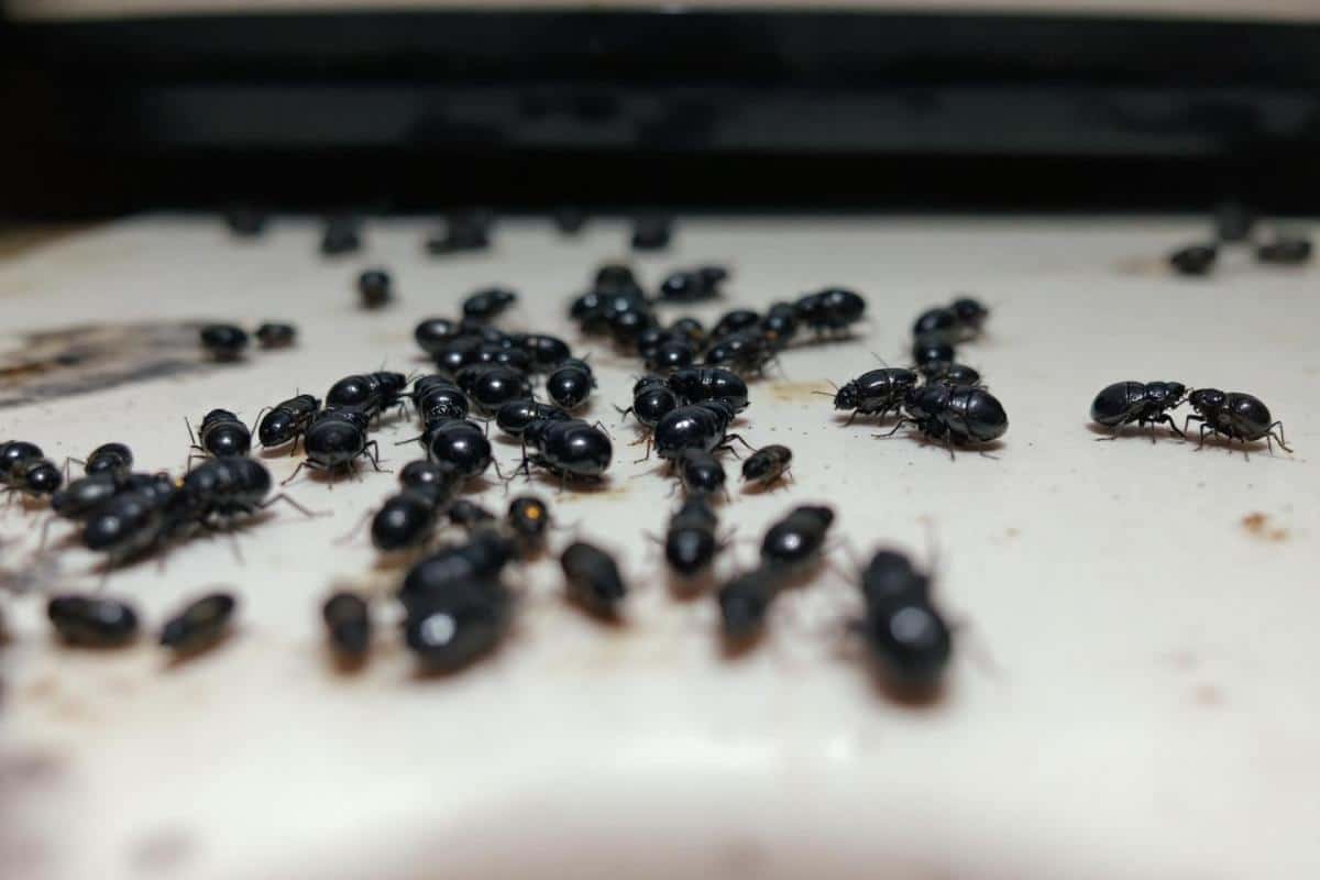 Petits insectes noirs dans la maison : comment les identifier et s’en débarrasser ?