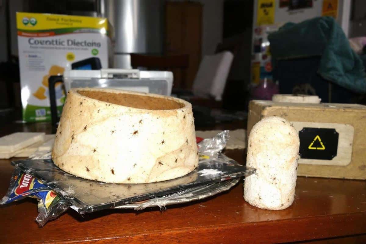 Petit insecte noir rond dans la maison : Solutions