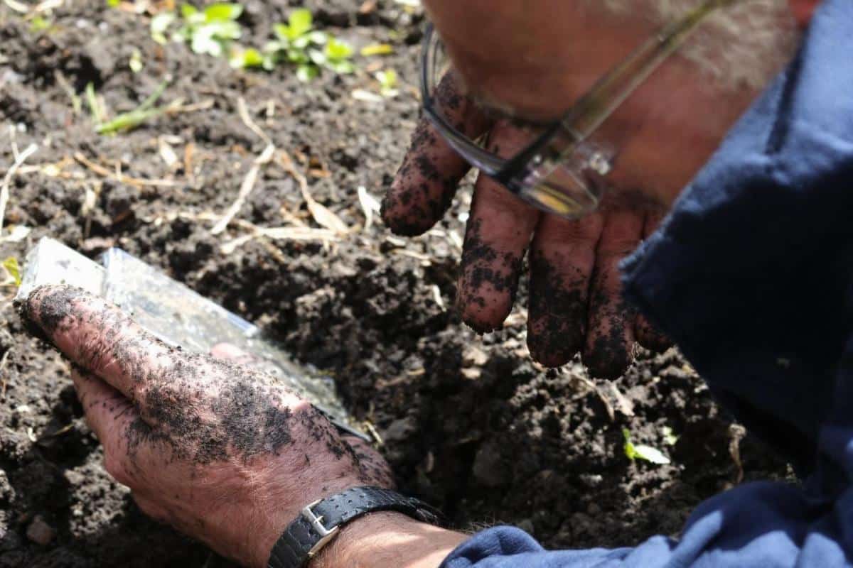 Désherber au gasoil : bonne ou mauvaise idée ?