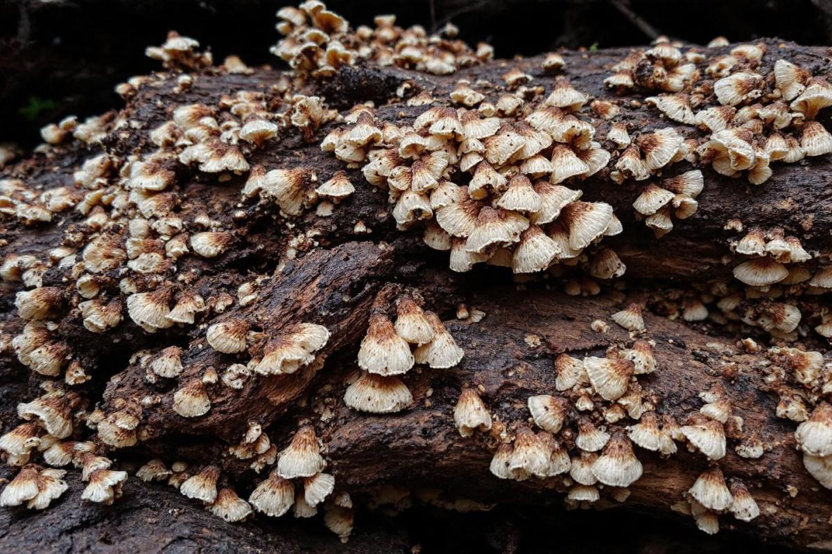 Mérule sur bois de chauffage : Causes et solutions