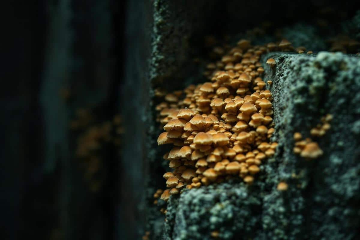 Mérule sur bois de chauffage : Causes et solutions