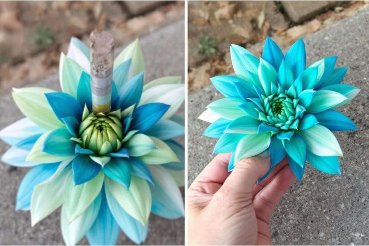 Que mettre au pied des hortensias ?