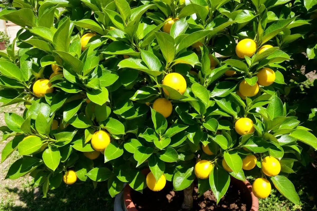 Quand tailler un citronnier en pot ?