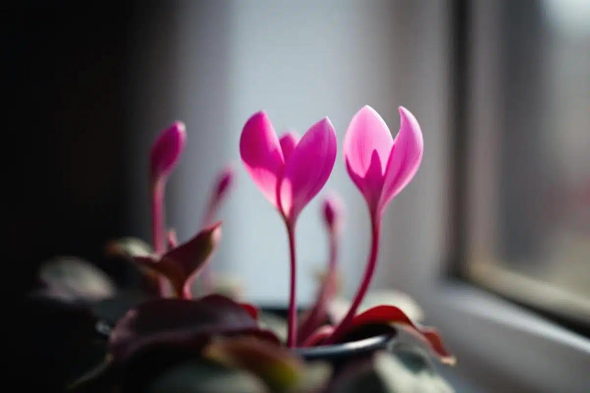 Comment garder un cyclamen d'une année sur l'autre ?