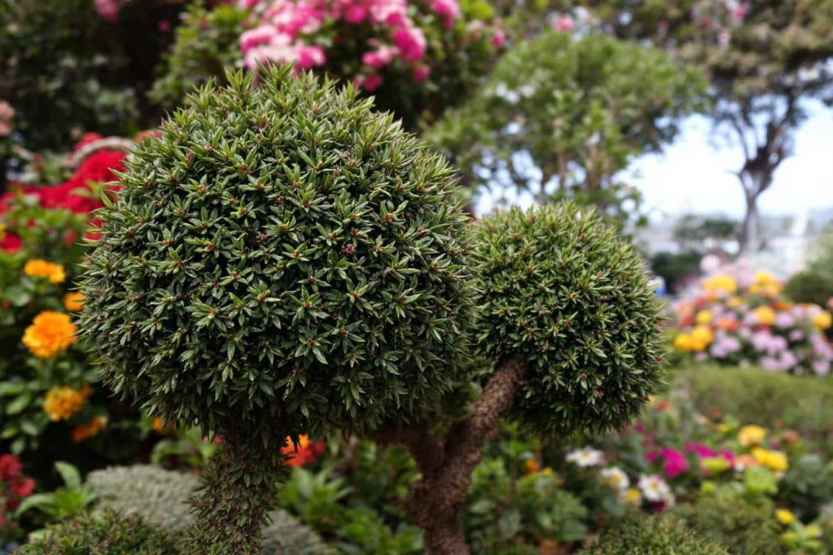 Faut-il couper le bout des feuilles marron ?