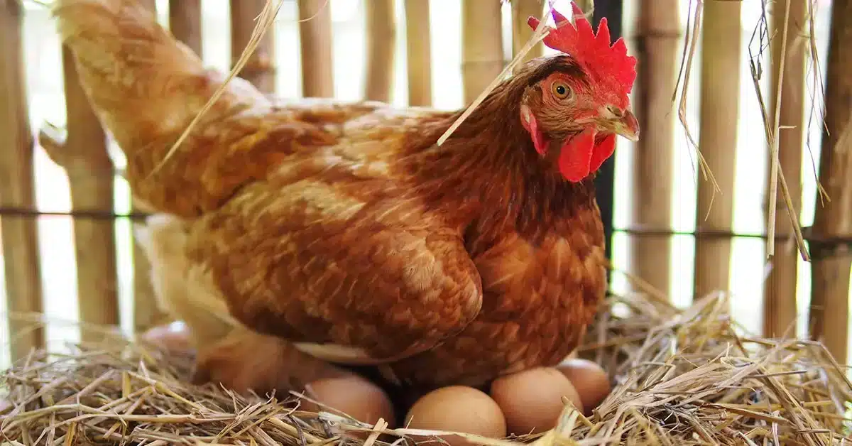 3 remèdes de grand mère méconnus pour faire pondre les poules à coup sûr