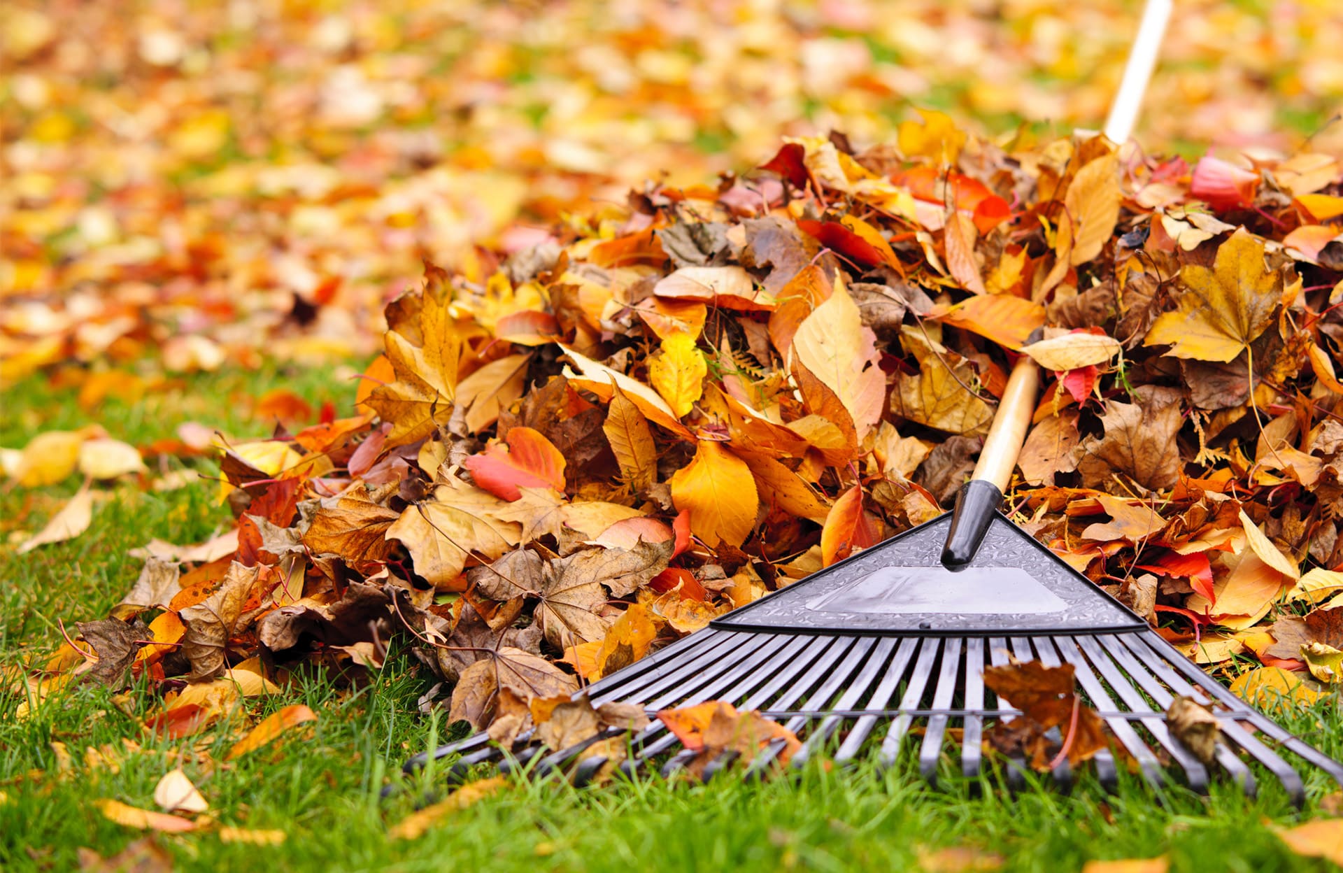 après l'interdiction de brûler les feuilles mortes, les français aussi bientôt interdits de les jeter à la poubelle