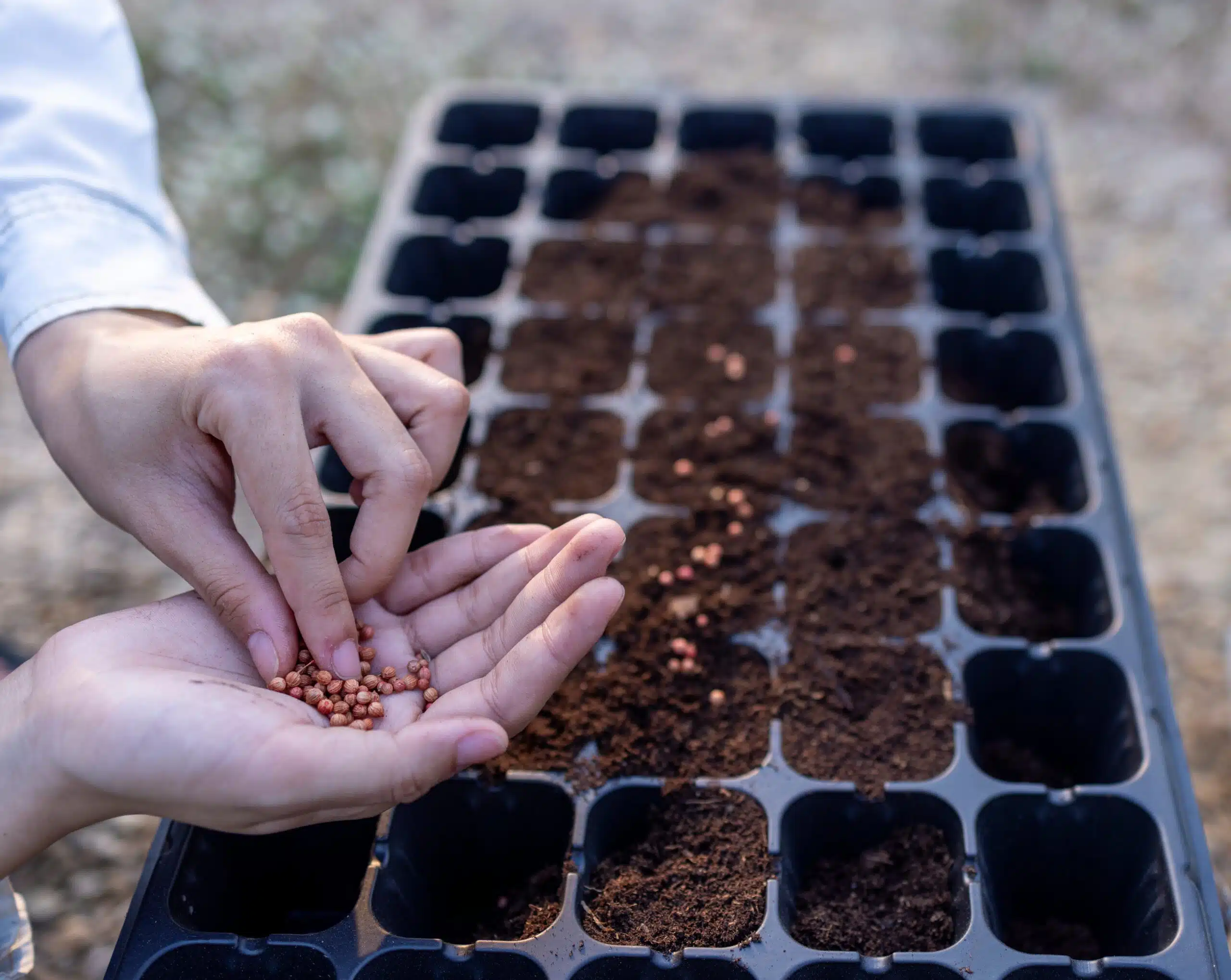 jardin voici les légumes à planter début octobre pour une récolte abondante dès cet automne