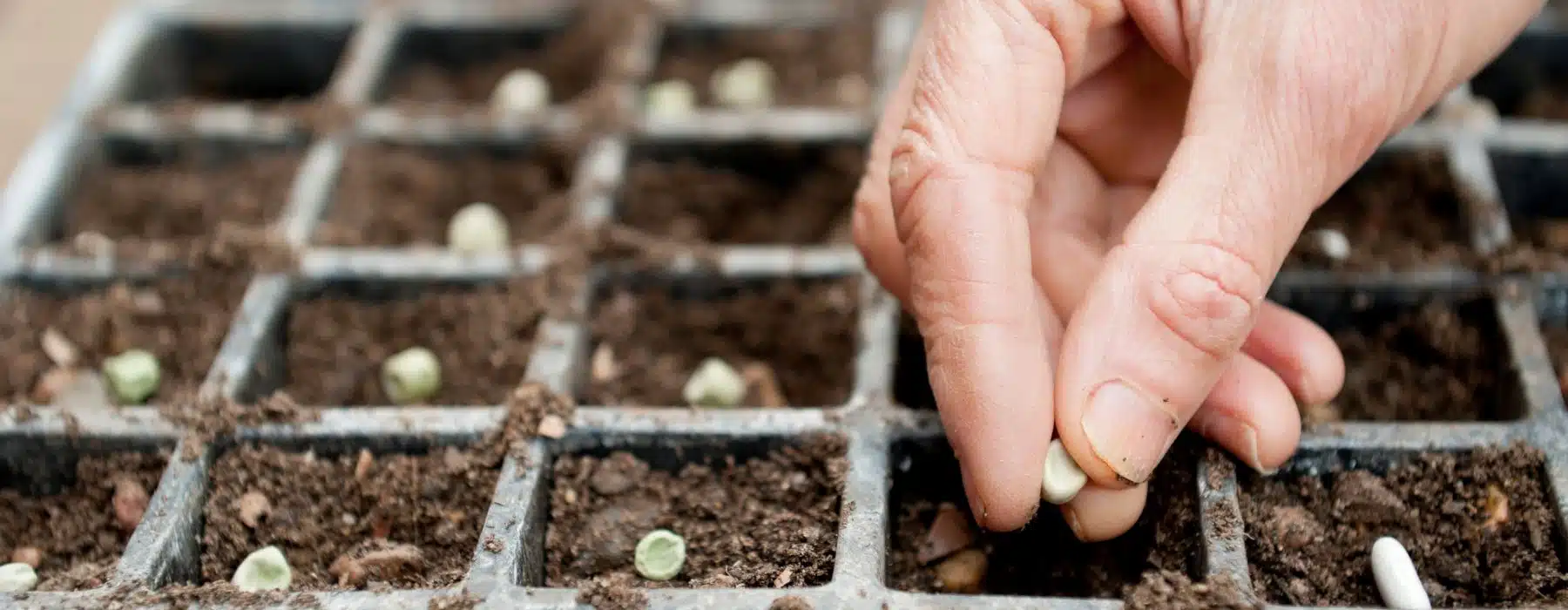 ce légume facile à semer en octobre résiste au froid et se récolte sans pause tout l’hiver