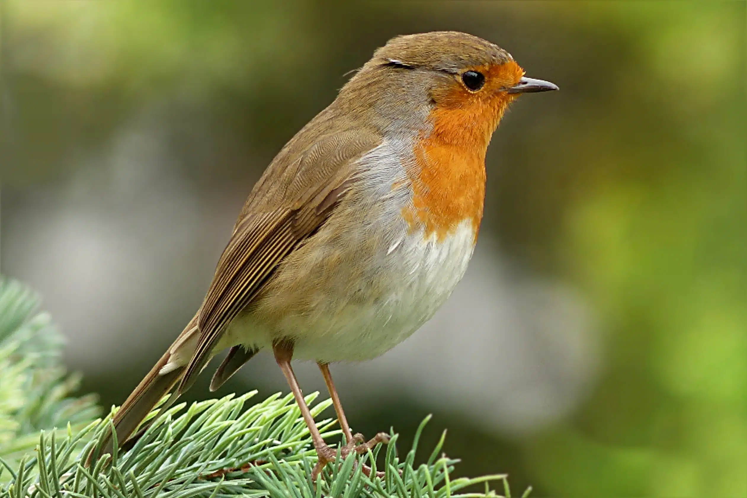 envie d'aider les rouges gorges cet automne, voici le seul aliment à déposer dans les mangeoires pour les nourrir convenablement
