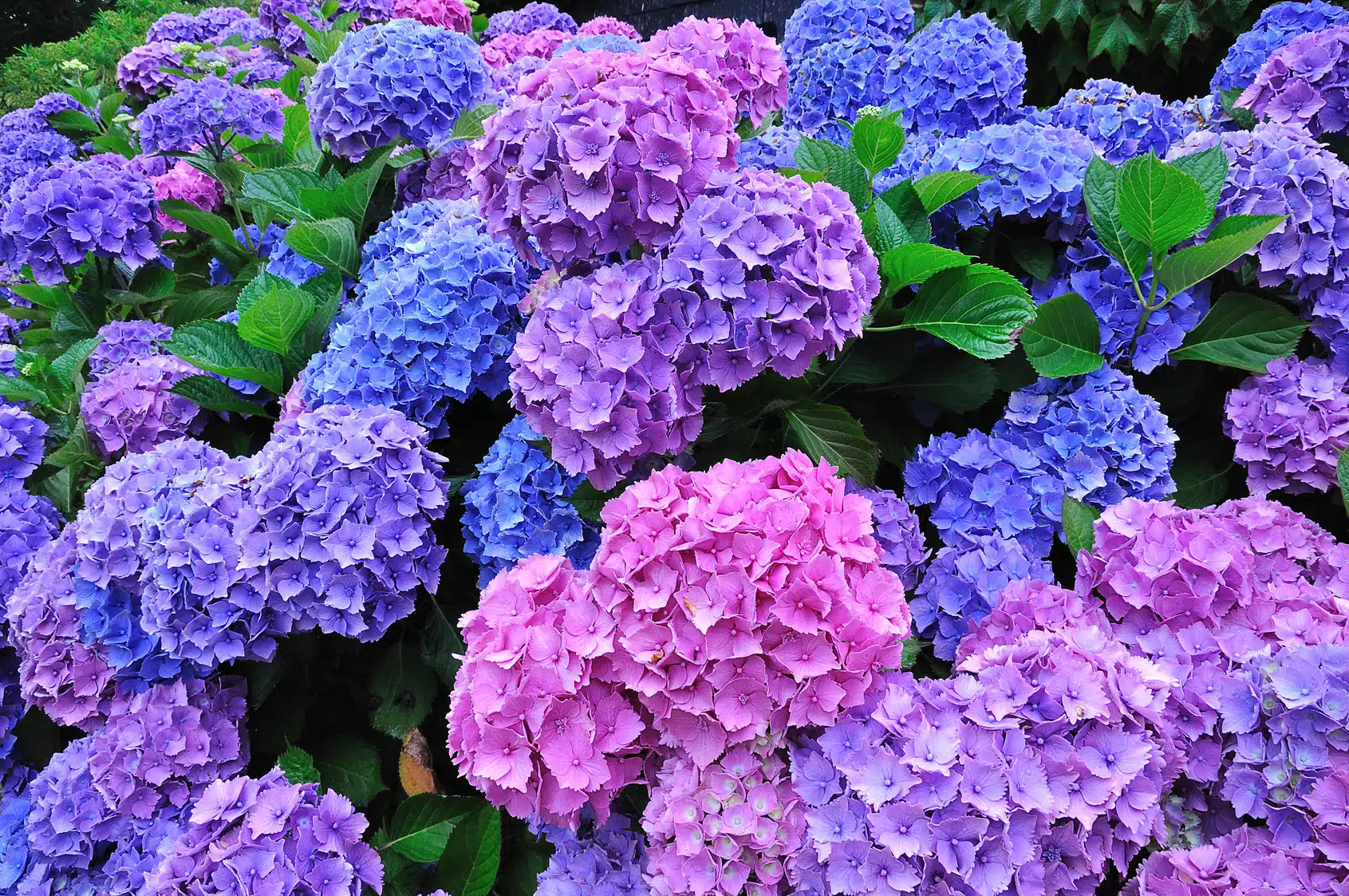 hortensias voici les erreurs à éviter en automne pour avoir une belle floraison en 2026
