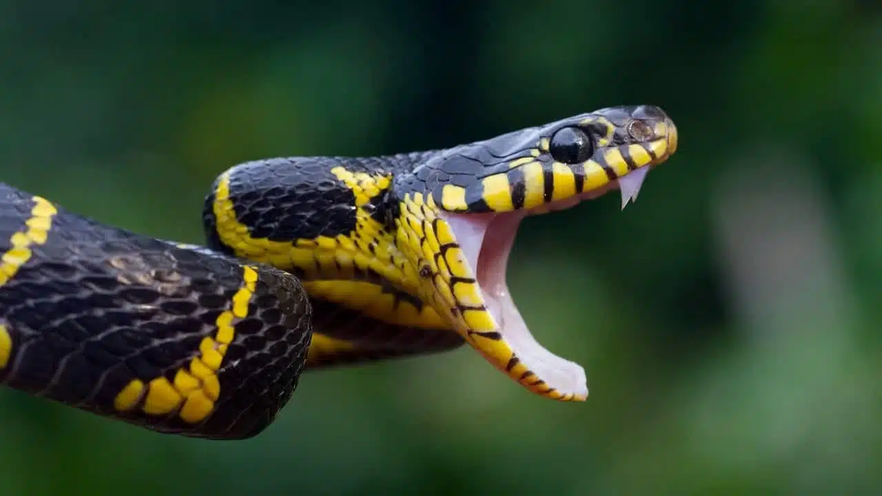 il ne m’aurait jamais mordu si j’avais su ça, ce que tout promeneur doit savoir avant de croiser un serpent