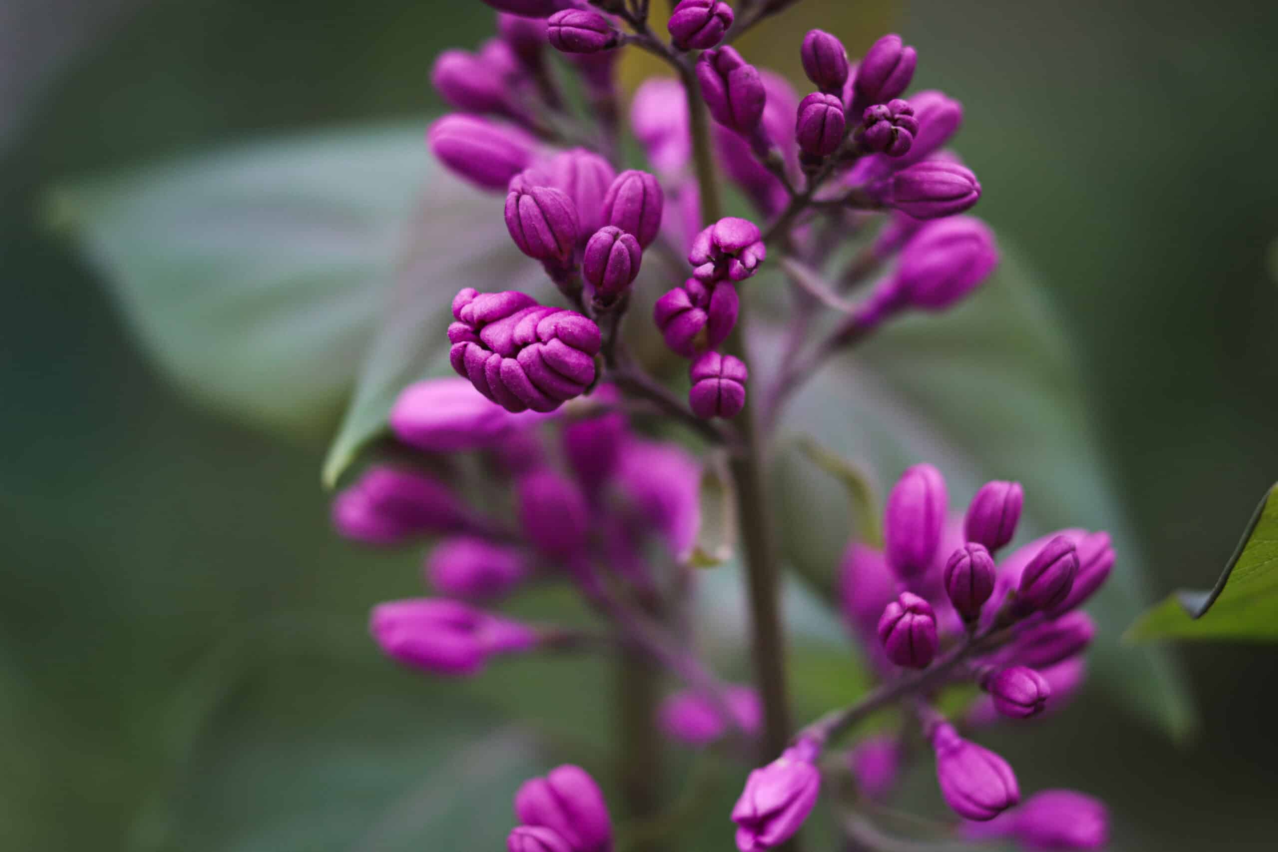 jardin cet arbre méconnu pousse à toute allure et transforme votre jardin peu importe la température