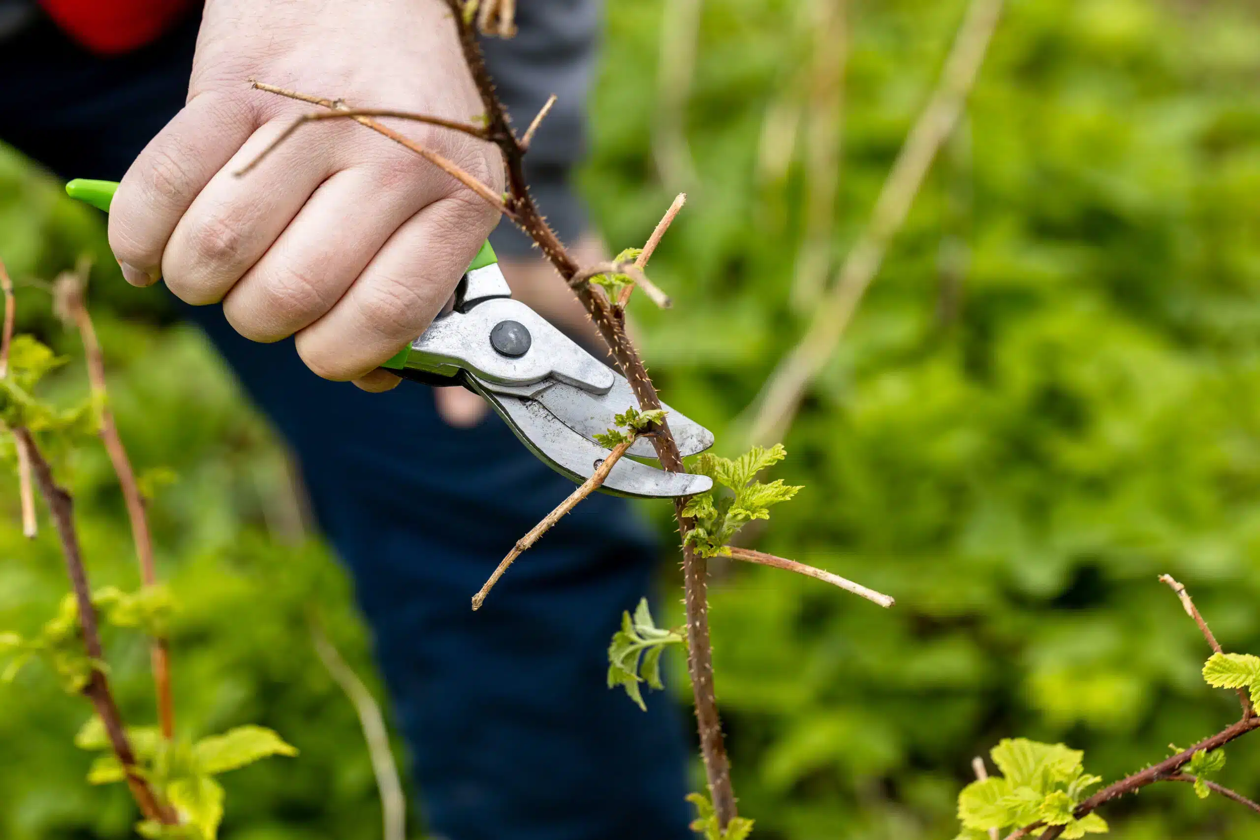 jardin, voici les 5 arbres qu’il faut absolument élaguer cet automne