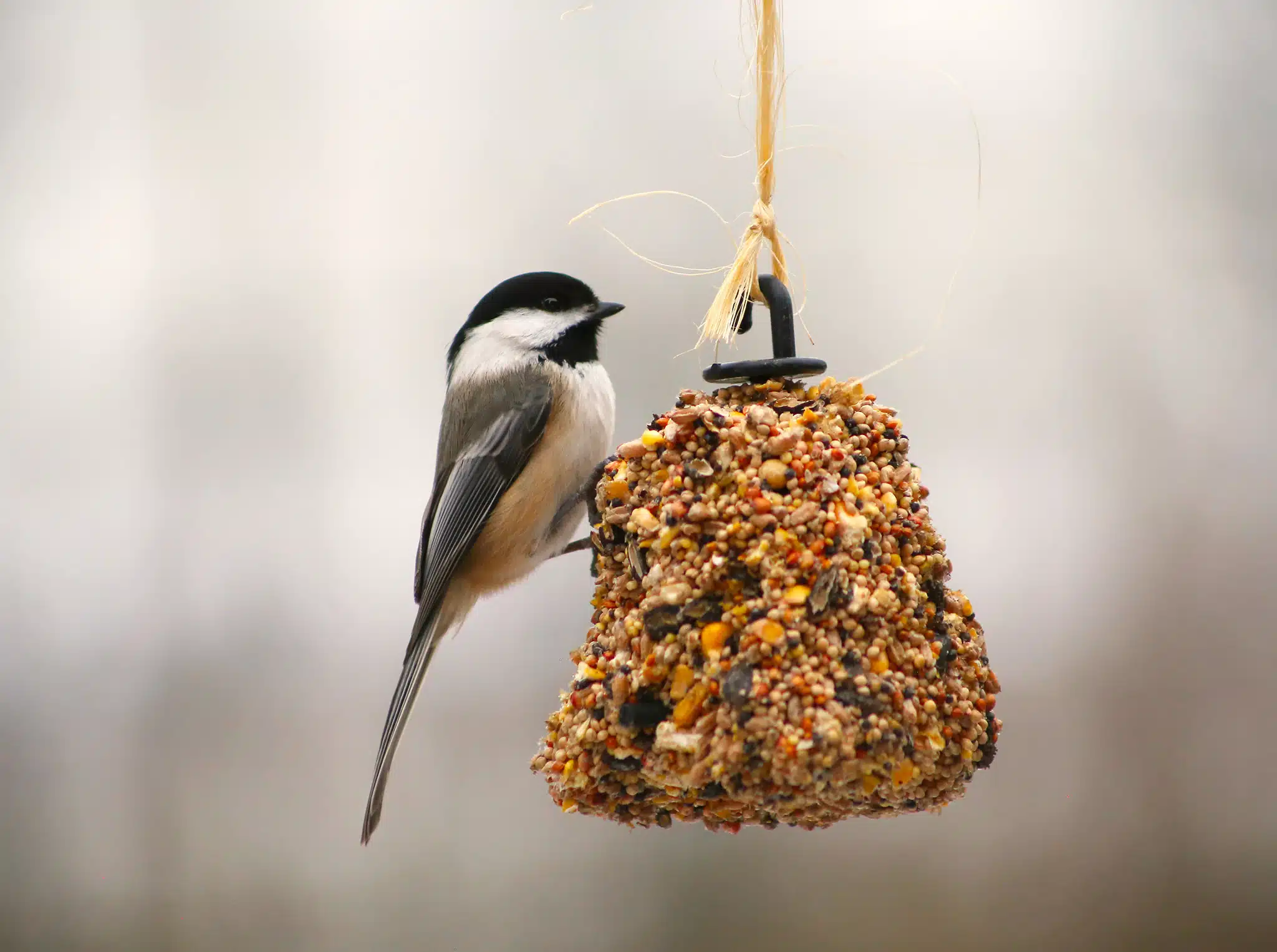 voici pourquoi vous devez absolument arrêter de nourrir les oiseaux dans votre jardin en automne, d'après cet expert