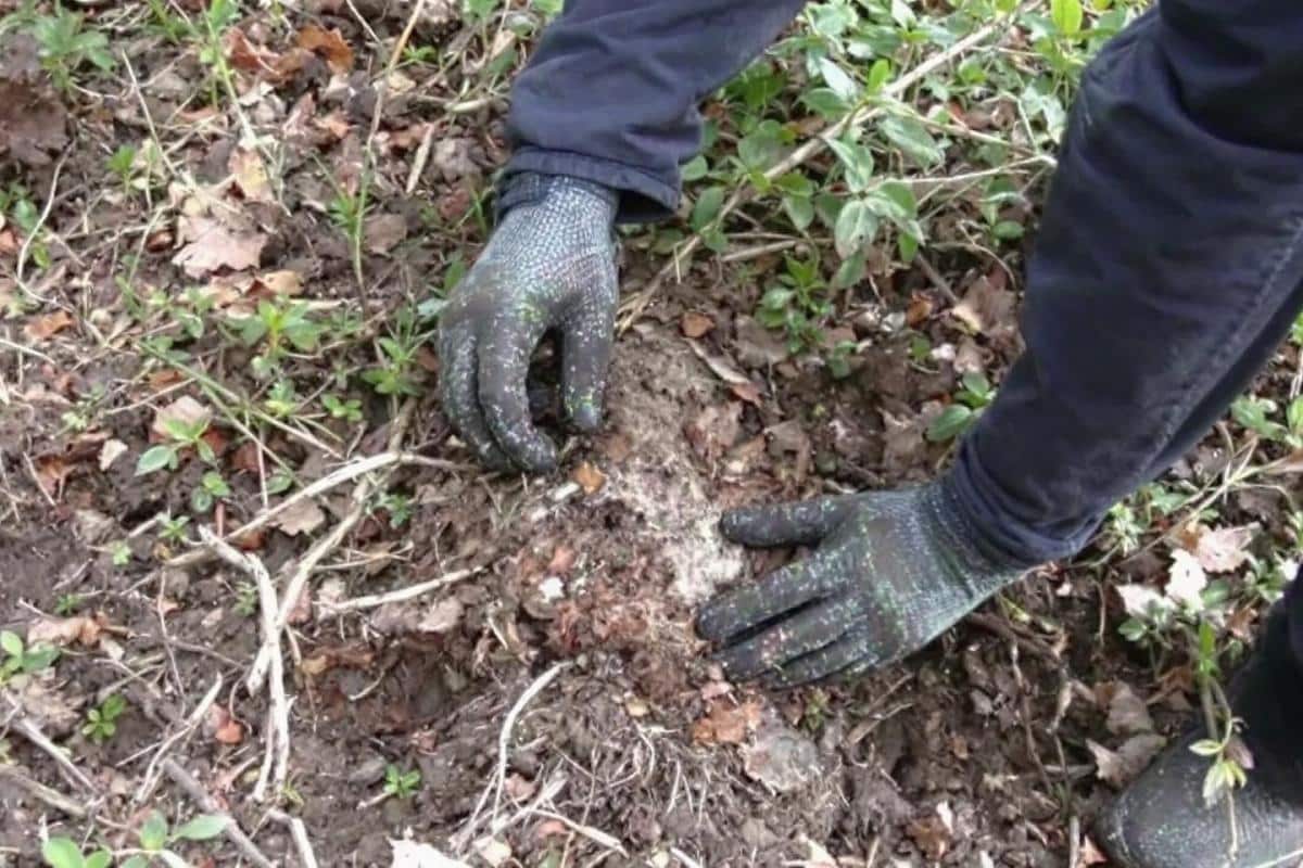 Est-ce que l'acide chlorhydrique peut tuer un arbre ?